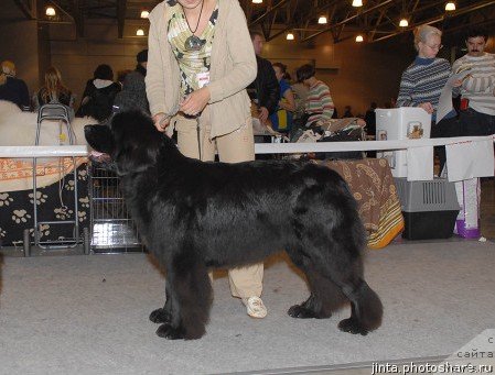 Фото: ньюфаундленд Toptyijka Sokrovennaya Mechta (Топтыжка Сокровенная Мечта)