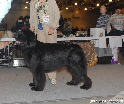 Фото: ньюфаундленд Toptyijka Sokrovennaya Mechta (Топтыжка Сокровенная Мечта)