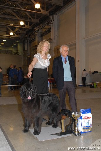 Фото: ньюфаундленд Black Blues iz Volotova