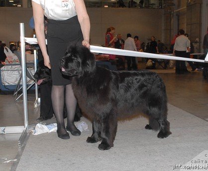 Фото: ньюфаундленд Black Blues iz Volotova