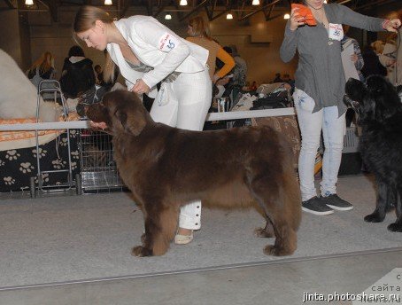 Фото: ньюфаундленд Angel Moey Duchi Sladkaya Shokoladka (Ангел Моей Души Сладкая Шоколадка)