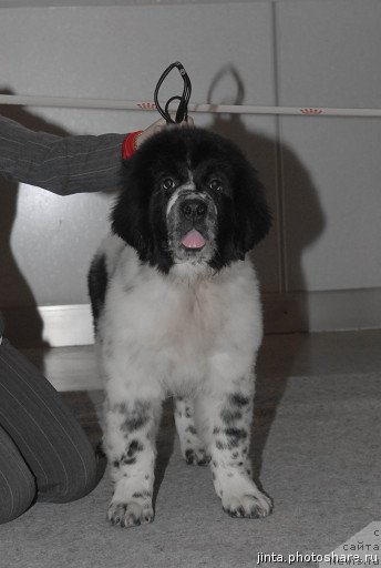 Фотография № 55026