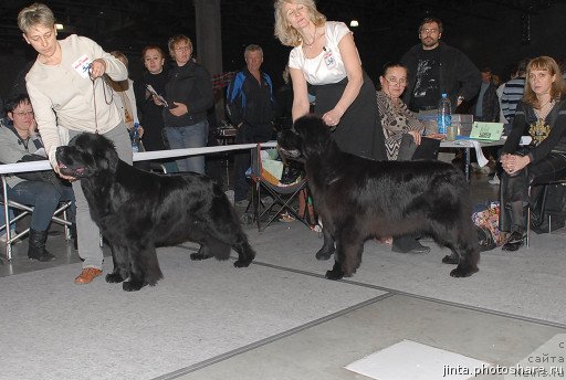 Фото: ньюфаундленд Potap Candri (Потап Цандри), ньюфаундленд Black Blues iz Volotova