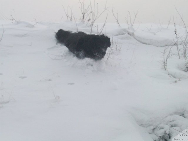 Фото: ньюфаундленд Yarada iz Sibirskoy Glubinki (Ярада из Сибирской Глубинки)