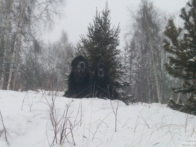 Фотография № 55065