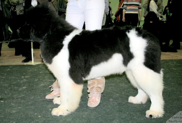 Фото: ньюфаундленд Pitern'yuf CHin-CHin (Питерньюф Чин-Чин)