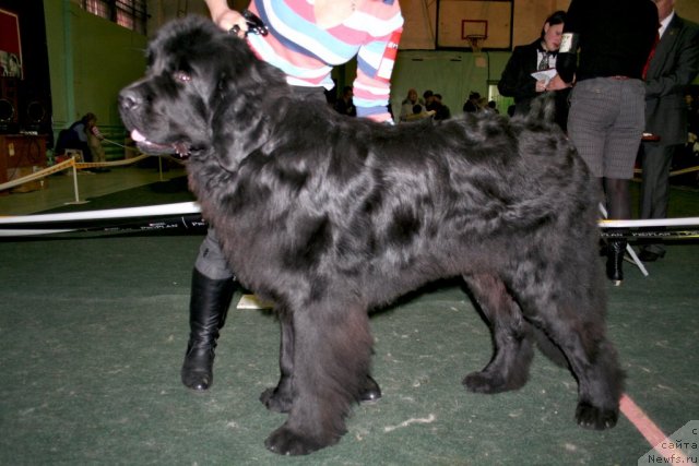 Фото: ньюфаундленд Zinedin iz Sibirskoy Glubinki (Зинедин из Сибирской Глубинки), Irina Kolochinskaya (Ирина Колочинская)