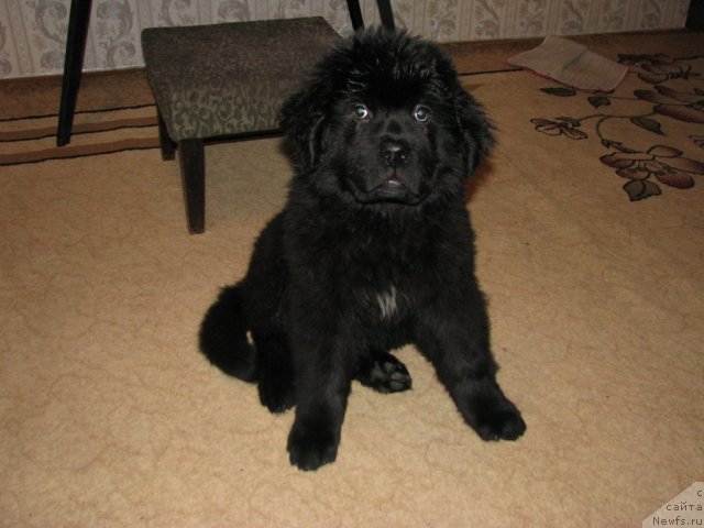 Фото: ньюфаундленд Smigar Voploschenie Mechtyi (Смигар Воплощение Мечты)