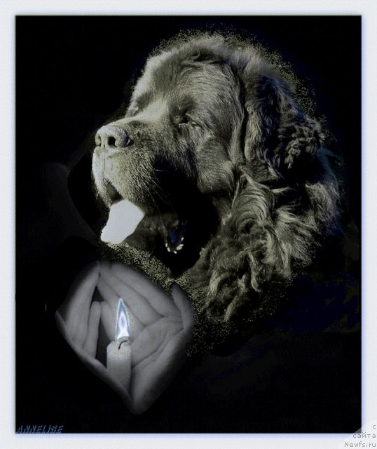 Фото: ньюфаундленд Hobbi Beloves By All (Хобби Билавд Бай Олл)