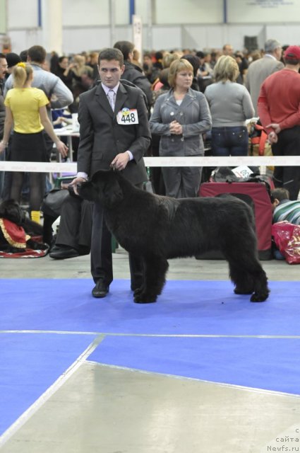 Фото: ньюфаундленд Akvatoriya Kelvin Kuindji (Акватория Келвин Куинджи)