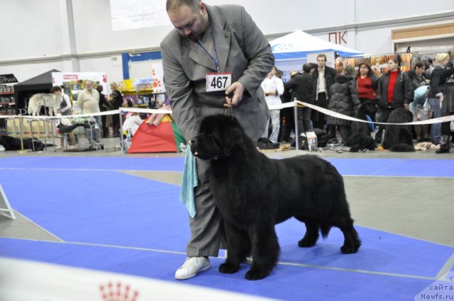 Фото: ньюфаундленд Vinces iz Medvejyego Yara Dlja Berega Dona (Винчес из Медвежьего Яра для Берега Дона)