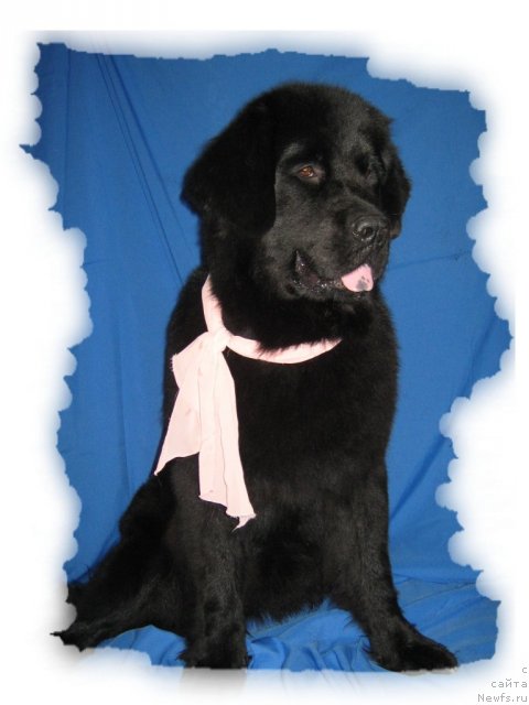 Фото: ньюфаундленд Imperatorskiy Kapriz Ikariya (Императорский Каприз Икария)