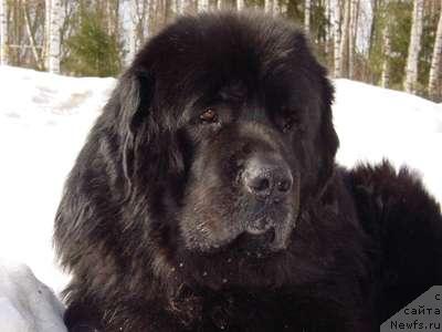 Фото: ньюфаундленд Smigar YArmut (Смигар Ярмут)
