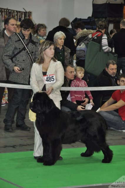 Фото: ньюфаундленд Ursinus Velutus Mission Impossible