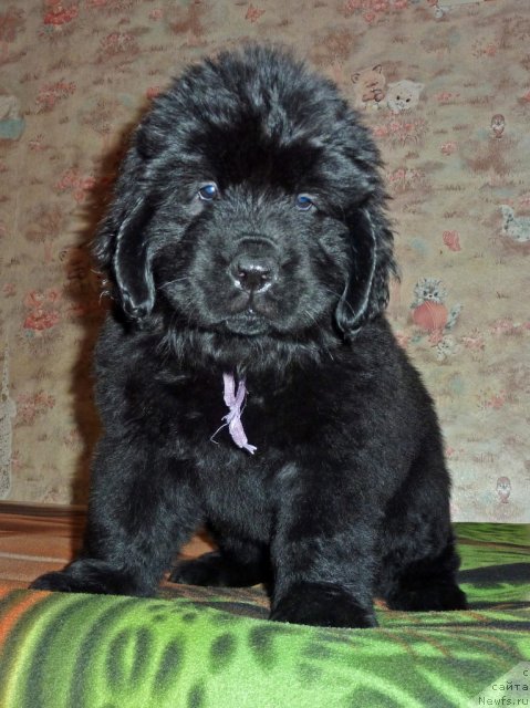 Фото: ньюфаундленд Violett Gryeys Of YEndjel (Виолетт Грэйс Оф Энджел)