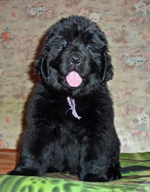 Фото: ньюфаундленд Violett Gryeys Of YEndjel (Виолетт Грэйс Оф Энджел)