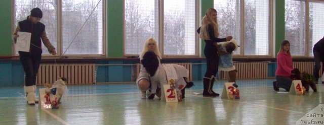 Фото: ньюфаундленд CHudnaya Krasavica (Чудная Красавица), Anna Portnyakova (Анна Портнякова)