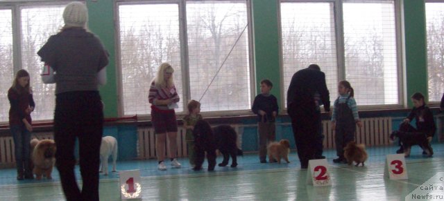 Фото: ньюфаундленд CHudnaya Krasavica (Чудная Красавица), Маша(4 года )