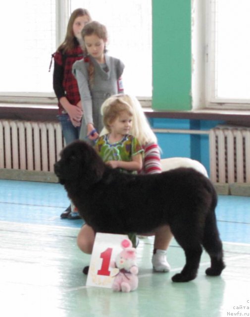 Фото: ньюфаундленд CHudnaya Krasavica (Чудная Красавица), Маша(4года)