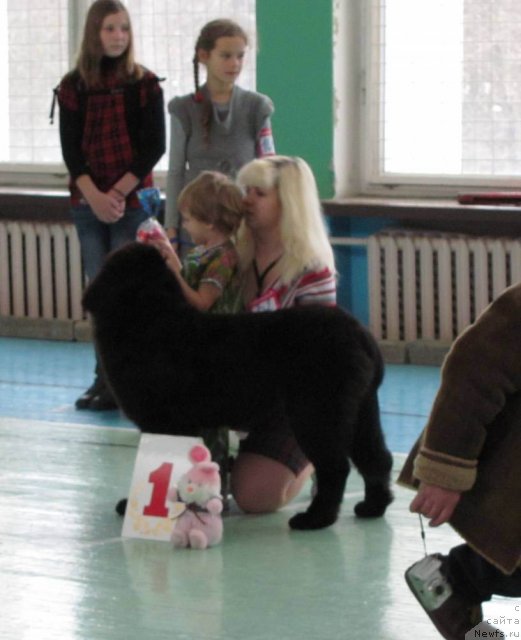 Фото: ньюфаундленд CHudnaya Krasavica (Чудная Красавица), Маша (4 года)