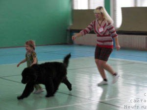 Фото: ньюфаундленд CHudnaya Krasavica (Чудная Красавица), Маша 4(года)