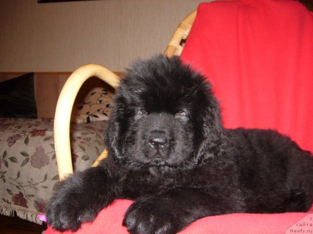 Фото: ньюфаундленд Smigar Go tu bi ze Fest (Смигар Го ту би зе Фест)