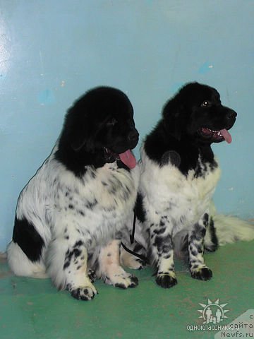 Фото: ньюфаундленд Keeper Soul Dar Moego Serdtsa Daniel (Кипер Соул Дар Моего Сердца Даниель), ньюфаундленд Kiper Soul Elizaveta (Кипер Соул Елизавета)