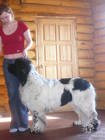 Фото: [p597]и, ньюфаундленд Keeper Soul Dar Moego Serdtsa Daniel (Кипер Соул Дар Моего Сердца Даниель)