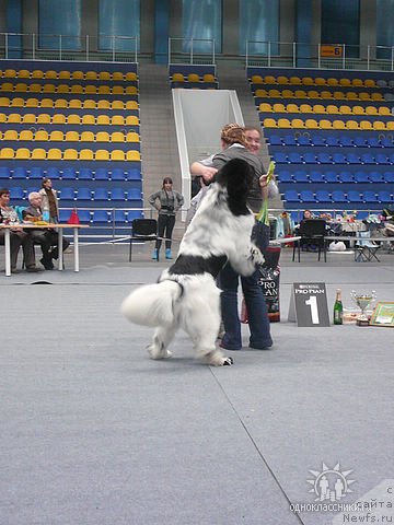 Фото: Kseniya Novikova (Ксения Новикова), YUliya Kurilyuk (Юлия Курилюк), и, ньюфаундленд Keeper Soul Dar Moego Serdtsa Daniel (Кипер Соул Дар Моего Сердца Даниель)