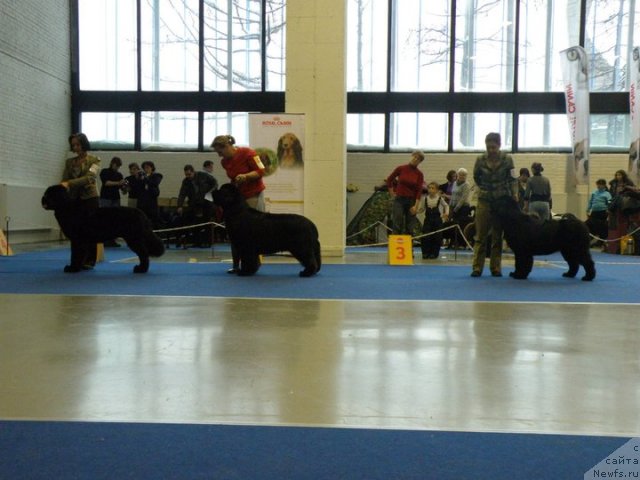 Фото: ньюфаундленд Beguschaya po Volnam Sun in My Hand (Бегущая по Волнам Сун ин Му Ханд), ньюфаундленд Midnight Lady's Voodoo Priest, ньюфаундленд Fairweathers Rare and Precious
