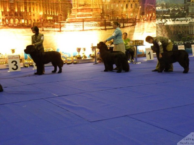 Фото: ньюфаундленд Beguschaya po Volnam Sun in My Hand (Бегущая по Волнам Сун ин Му Ханд), ньюфаундленд Midnight Lady's Voodoo Priest, ньюфаундленд Fairweathers Rare and Precious