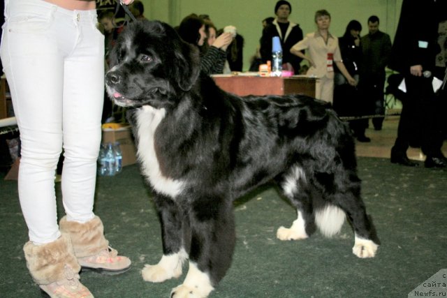 Фото: ньюфаундленд Mag Ispolin Lavina (Маг Исполин Лавина), Aleksandra Vesnina (Александра Веснина)