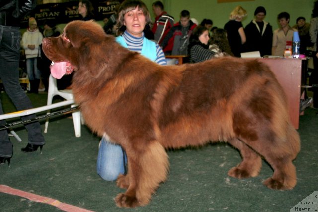 Фото: Звездный кавалер из Царства Медведей