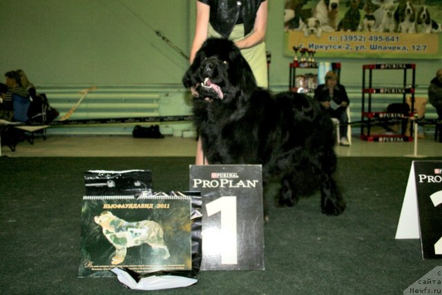 Фото: ньюфаундленд Maksimus iz Arkaima (Максимус из Аркаима), Anna Mel'zeninova (Анна Мельзенинова)