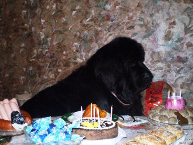 Фото: ньюфаундленд Super Bizon Armani (Супер Бизон Армани)