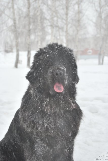 Фото: ньюфаундленд Formula Lyubvi ot Sibirskogo Medvedya (Формула Любви от Сибирского Медведя)