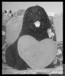 Фото: ньюфаундленд Celitel' Dushi (Целитель Души)