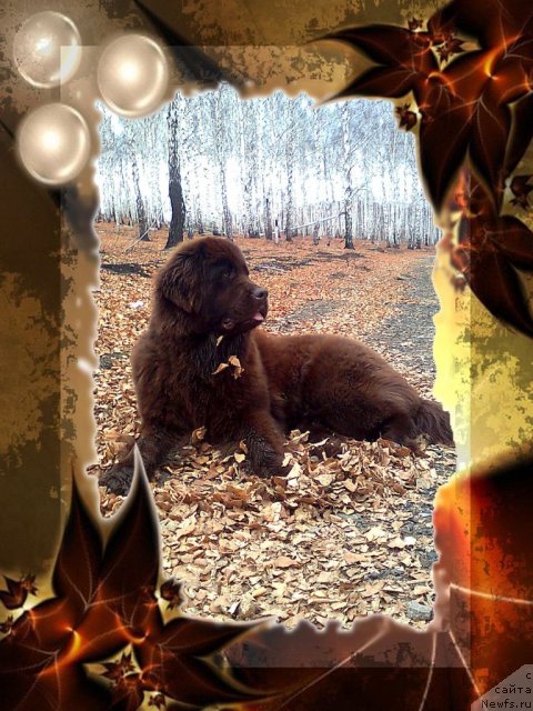 Фото: ньюфаундленд CHernyiy SHarm Abrikosovaya Karamel' (Черный Шарм Абрикосовая Карамель)