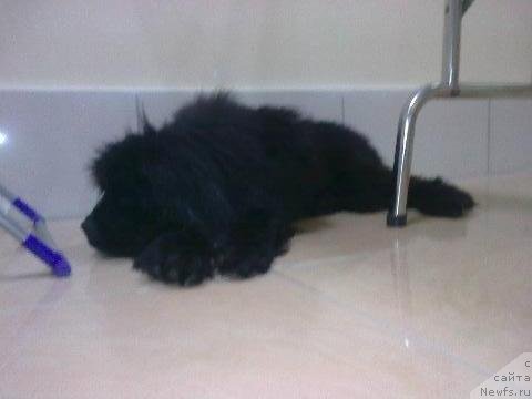 Фото: ньюфаундленд Ih Vyisochestvo Vladlena Madjiks (Их Высочество Владлена Маджикс)