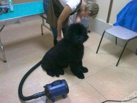 Фото: ньюфаундленд Ih Vyisochestvo Vladlena Madjiks (Их Высочество Владлена Маджикс)