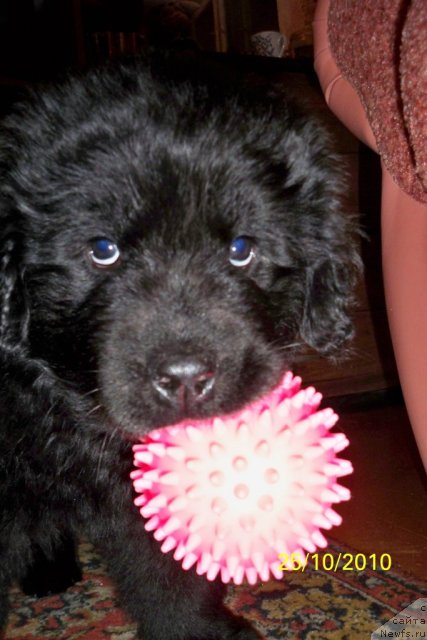 Фото: ньюфаундленд Smigar Volna Uspeha (Смигар Волна Успеха)