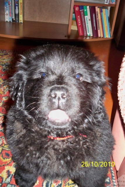 Фото: ньюфаундленд Smigar Volna Uspeha (Смигар Волна Успеха)