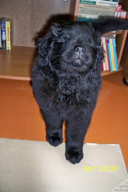 Фото: ньюфаундленд Smigar Volna Uspeha (Смигар Волна Успеха)