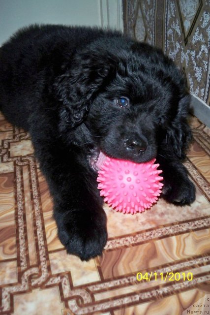 Фото: ньюфаундленд Smigar Volna Uspeha (Смигар Волна Успеха)