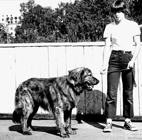 Фото: ньюфаундленд Arto SHef (Арто Шеф)