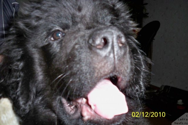 Фото: ньюфаундленд Smigar Volna Uspeha (Смигар Волна Успеха)