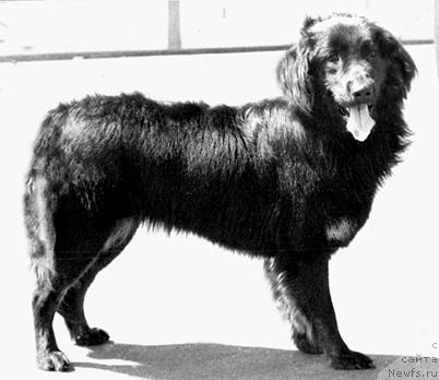 Фото: ньюфаундленд Asta SHef (Аста Шеф)