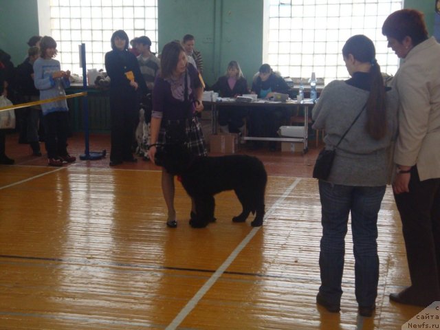 Фото: ньюфаундленд Ih Visochestvo Gloria Airis (Их Высочество Глория Айрис)