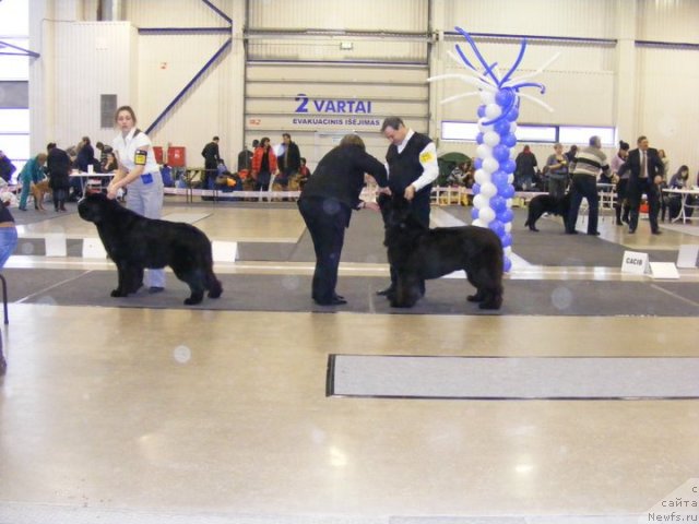 Фото: ньюфаундленд Cayuga Mescalero, Aleksandr Krasin'kov (Александр Красиньков)