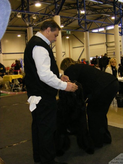 Фото: ньюфаундленд Cayuga Mescalero, Aleksandr Krasin'kov (Александр Красиньков)